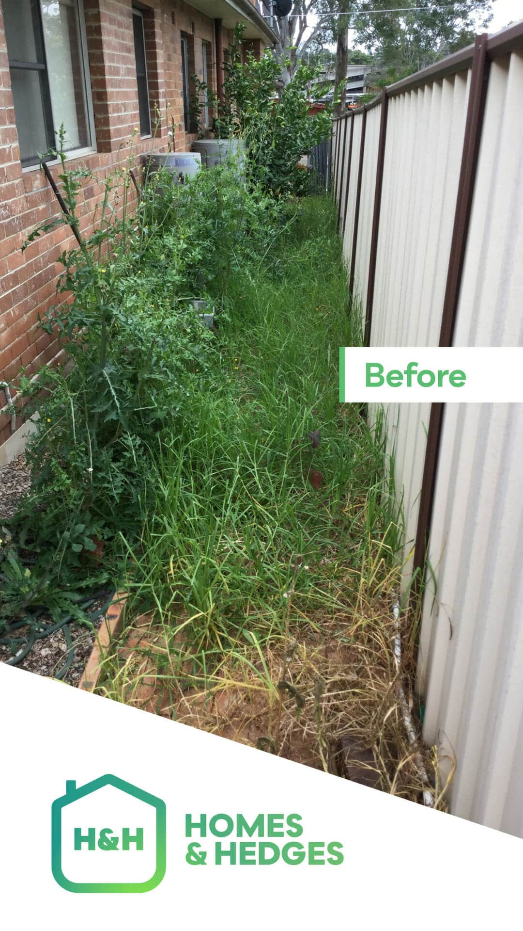 Before - overgrown garden in Sydney
