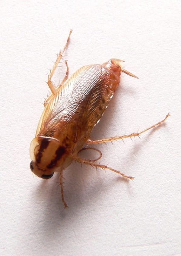640px-Blatella_germanica_p1160207