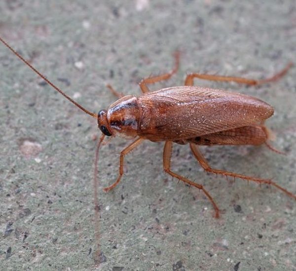 640px-Blattodea._Cascuda._Santiago_de_Compostela_1