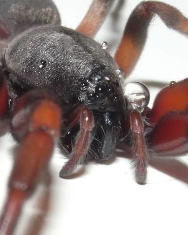 640px-Lampona_Cylindrata