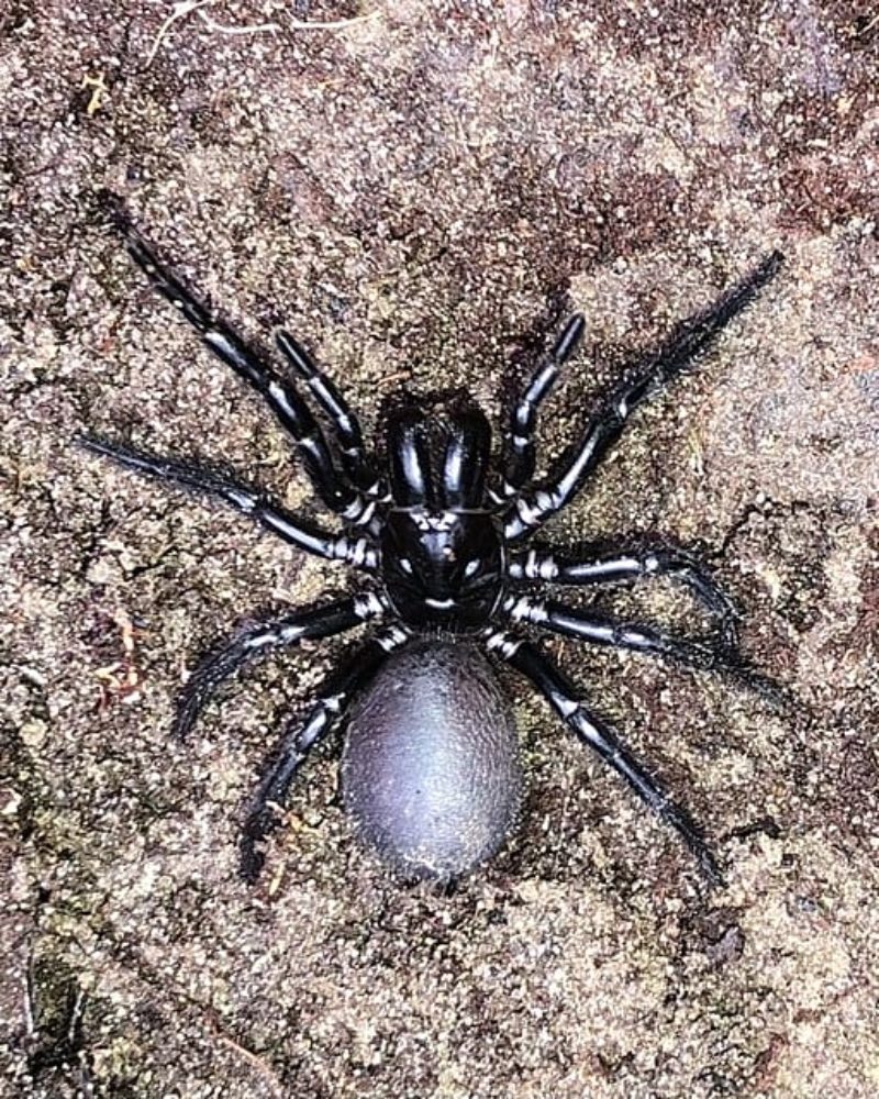 Atrax_robustus_female_dorsal