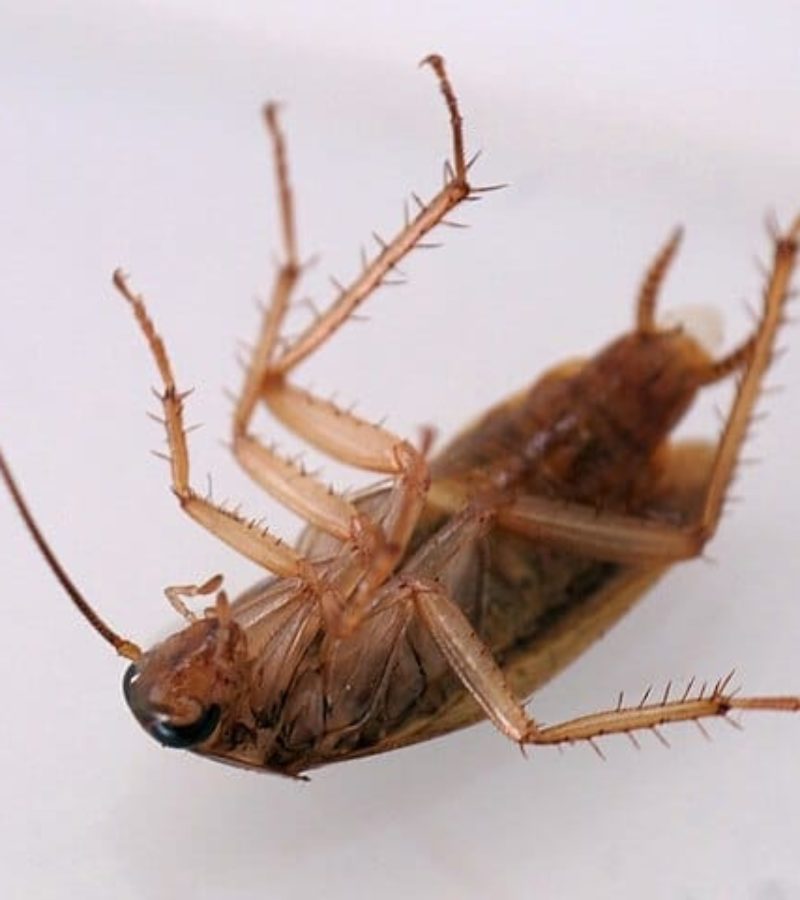 Blattodea._Cascuda._Santiago_de_Compostela_2