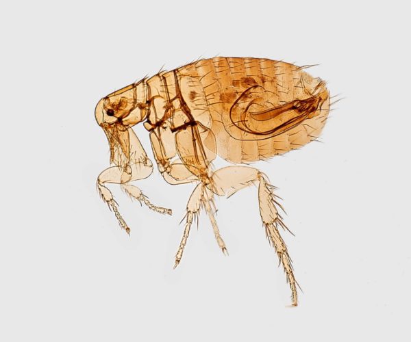 cdc-p6slMrGDQSo-unsplash
