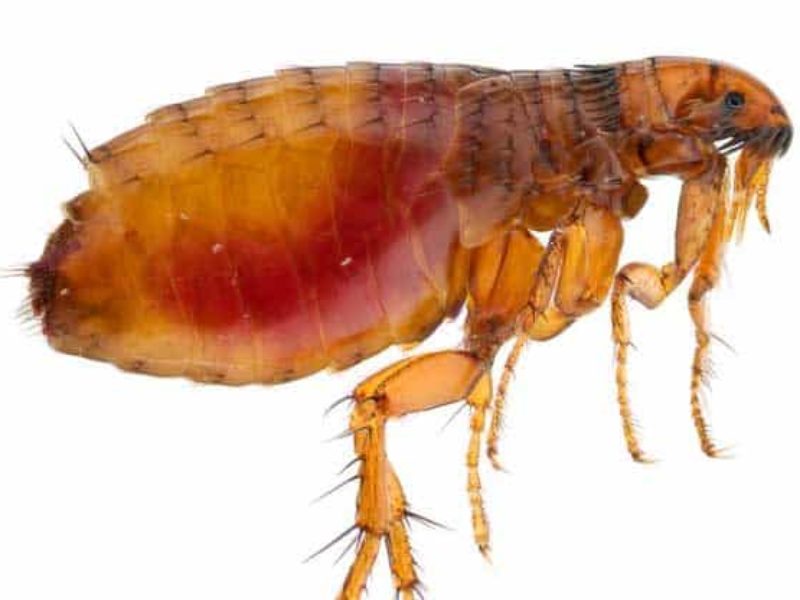 flea-index